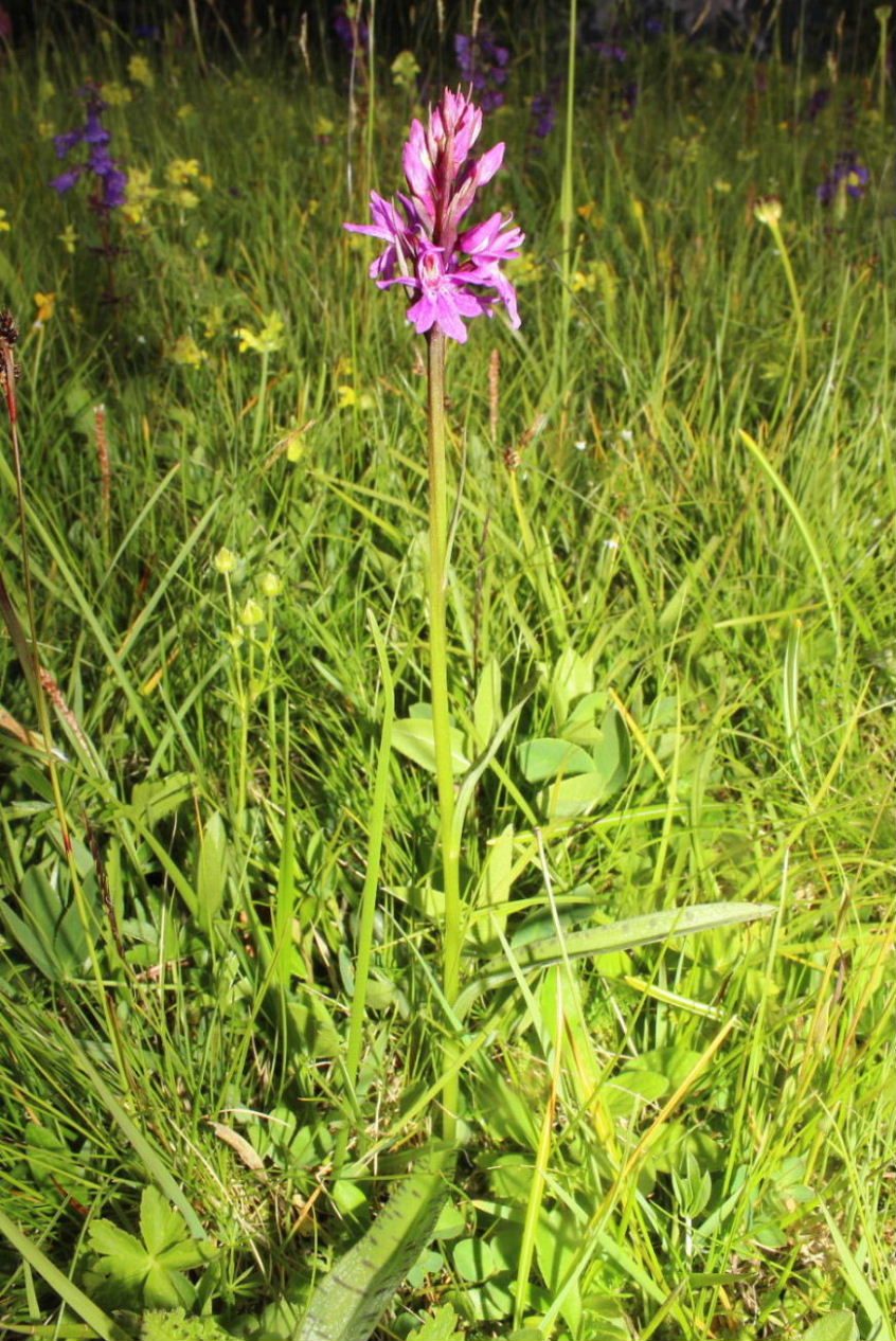 Dactylorhiza da determinare 1